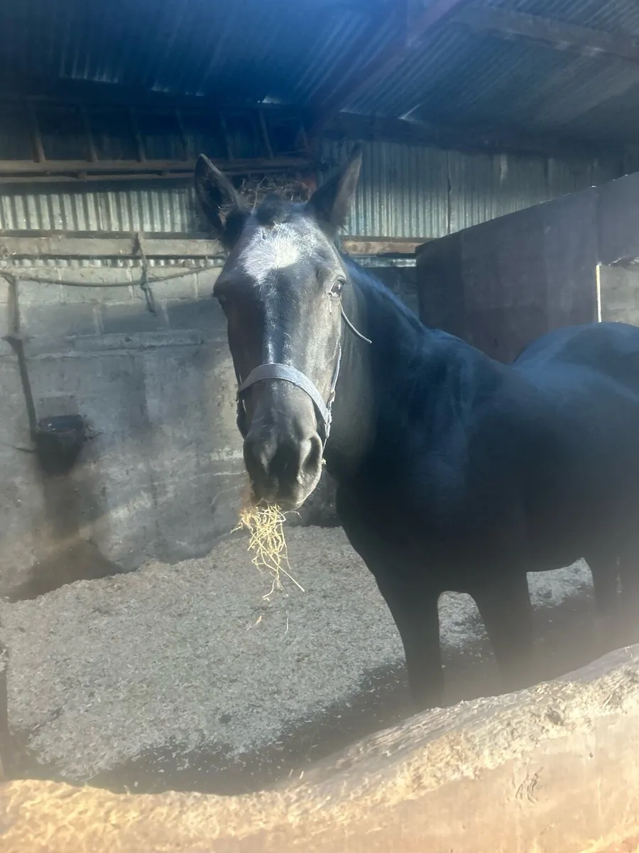 14.2h all rounder mare for sale - Image 1