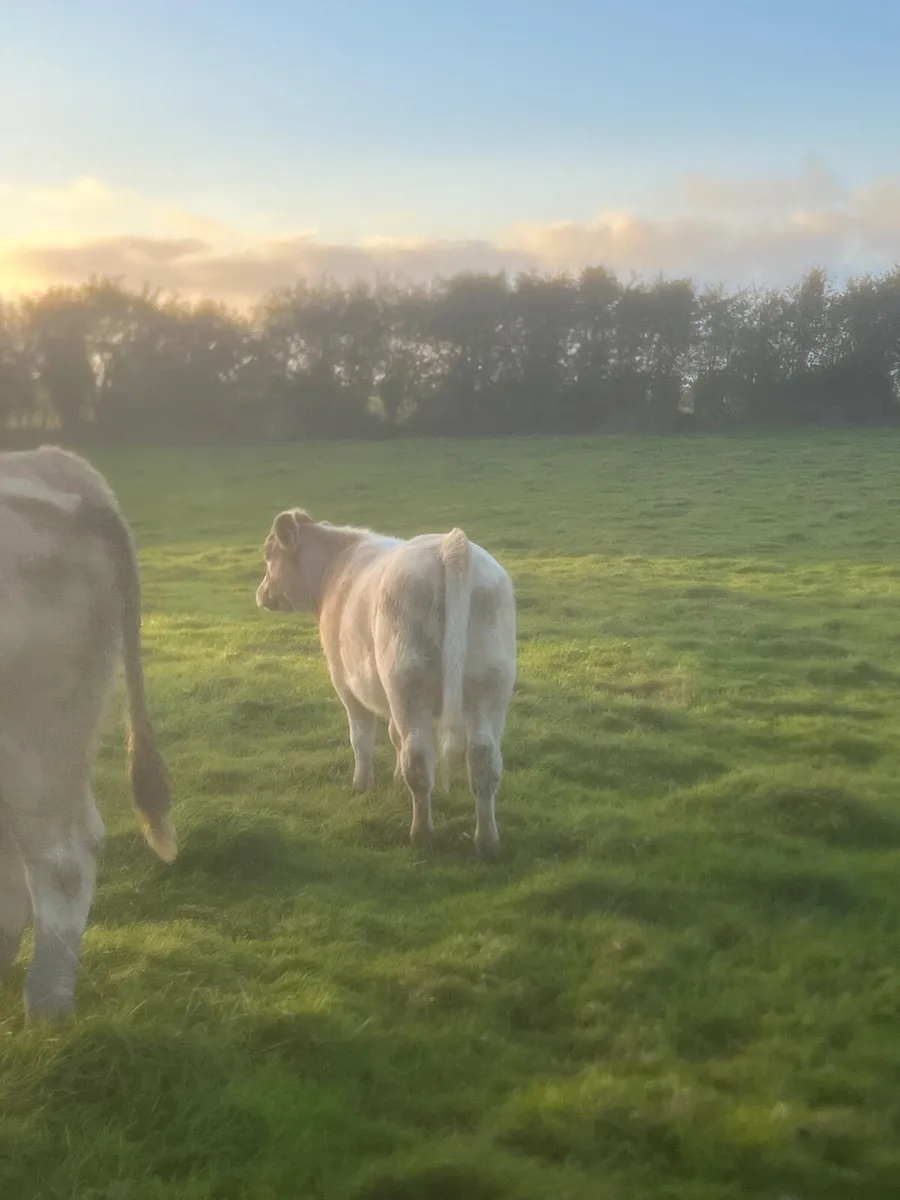 Super Roan Heifer - Image 1
