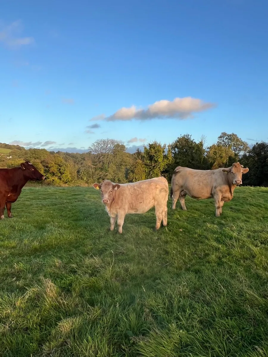Super Roan Heifer - Image 2