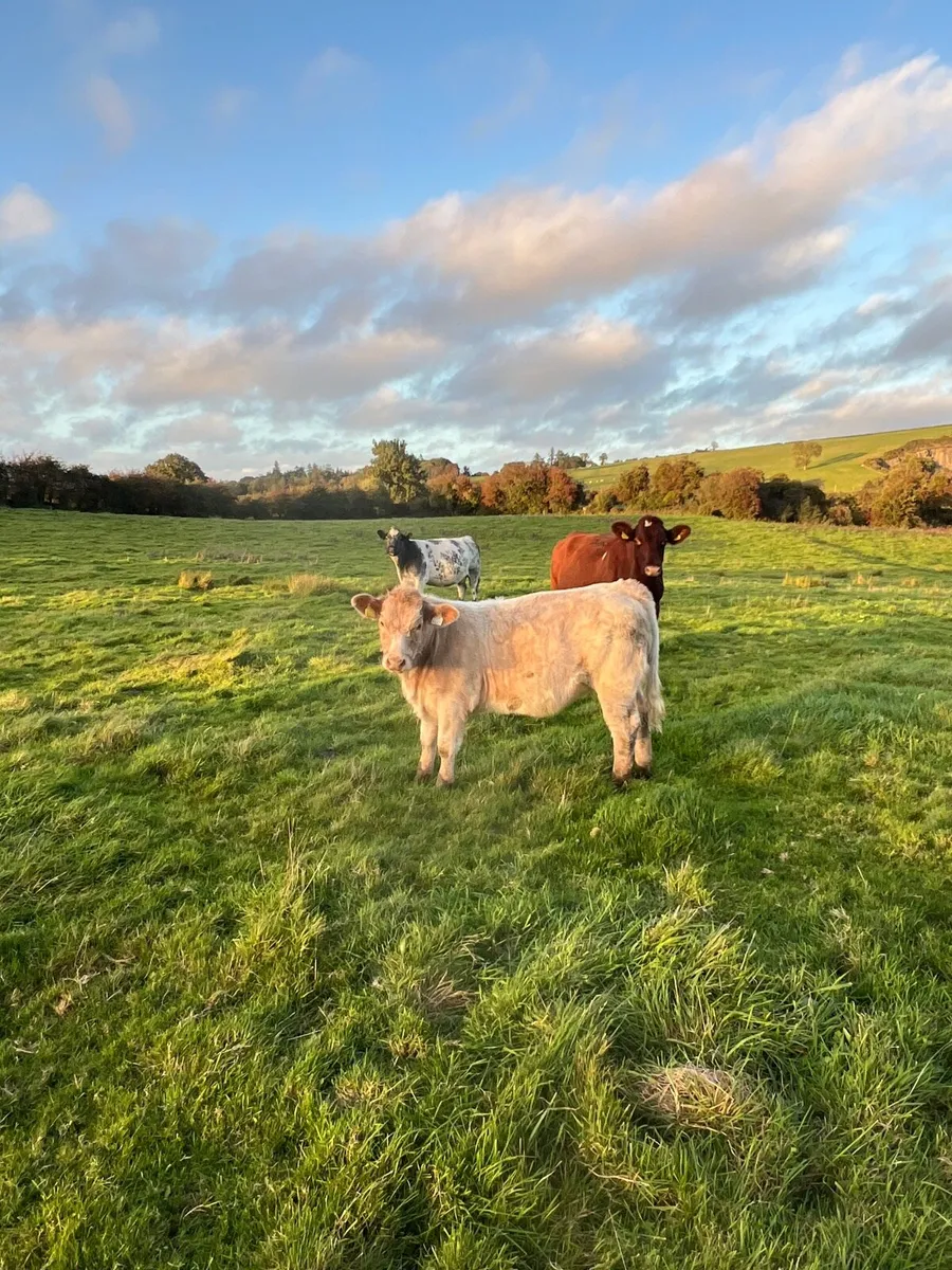 Super Roan Heifer - Image 4