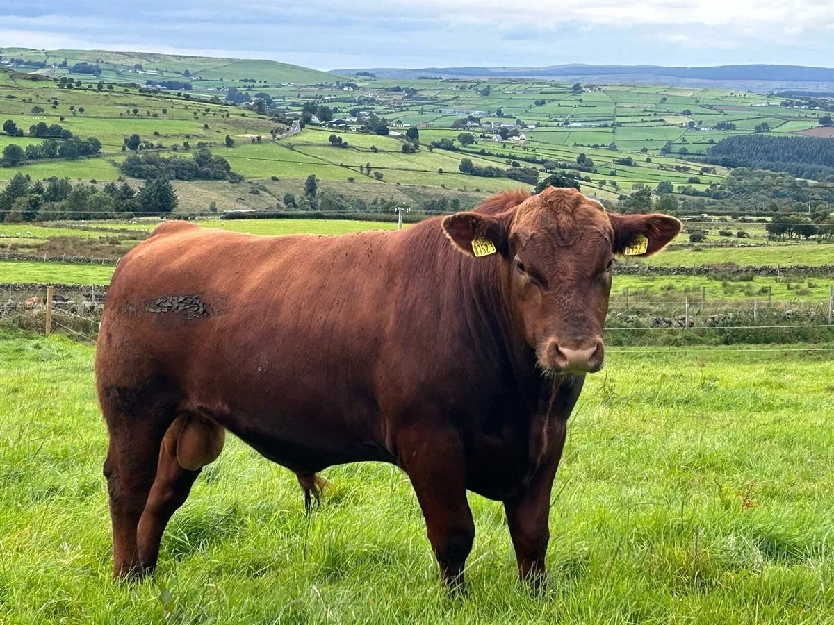 Pedigree Registered Aberdeen Angus Bulls - Image 1