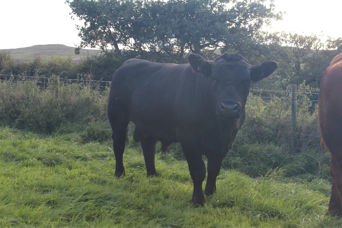Pedigree Registered Aberdeen Angus Bulls - Image 4