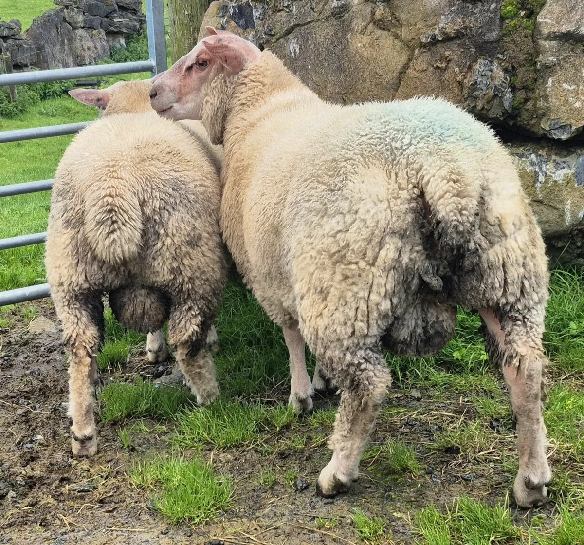 sheep - Image 2