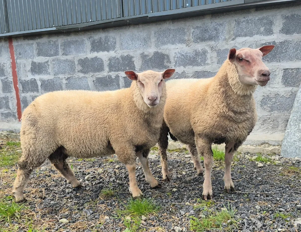 sheep - Image 1