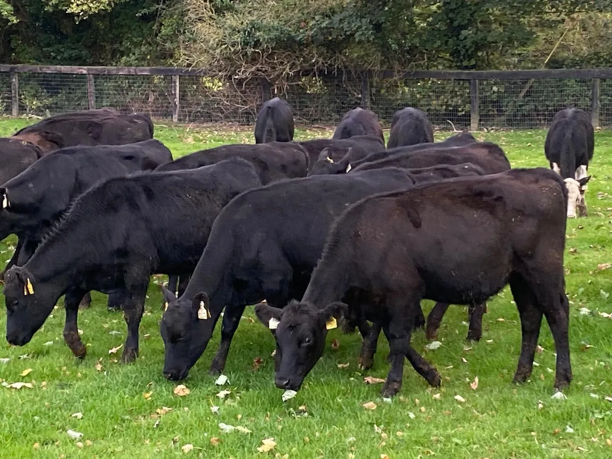 30 Heifers 230kg From One Herd - Image 1