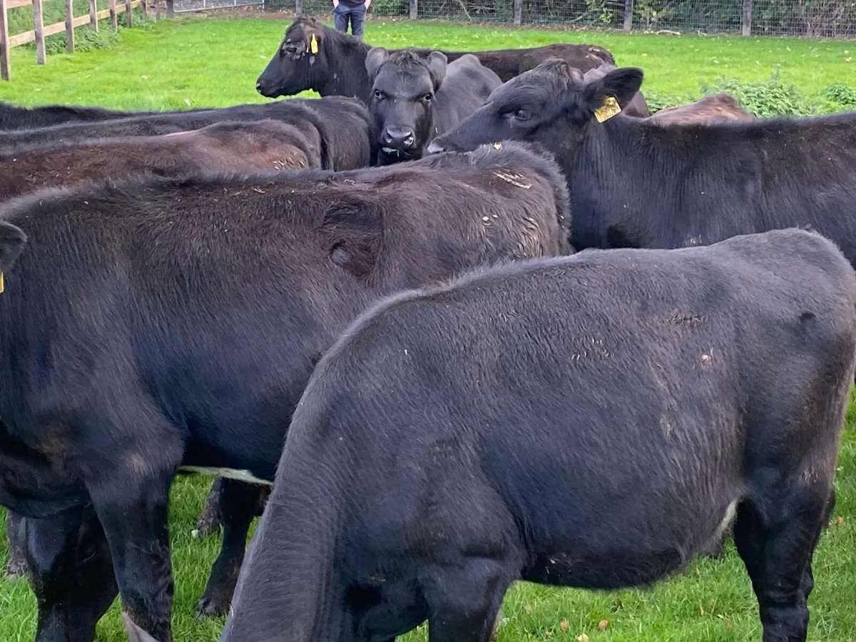30 Heifers 230kg From One Herd - Image 2