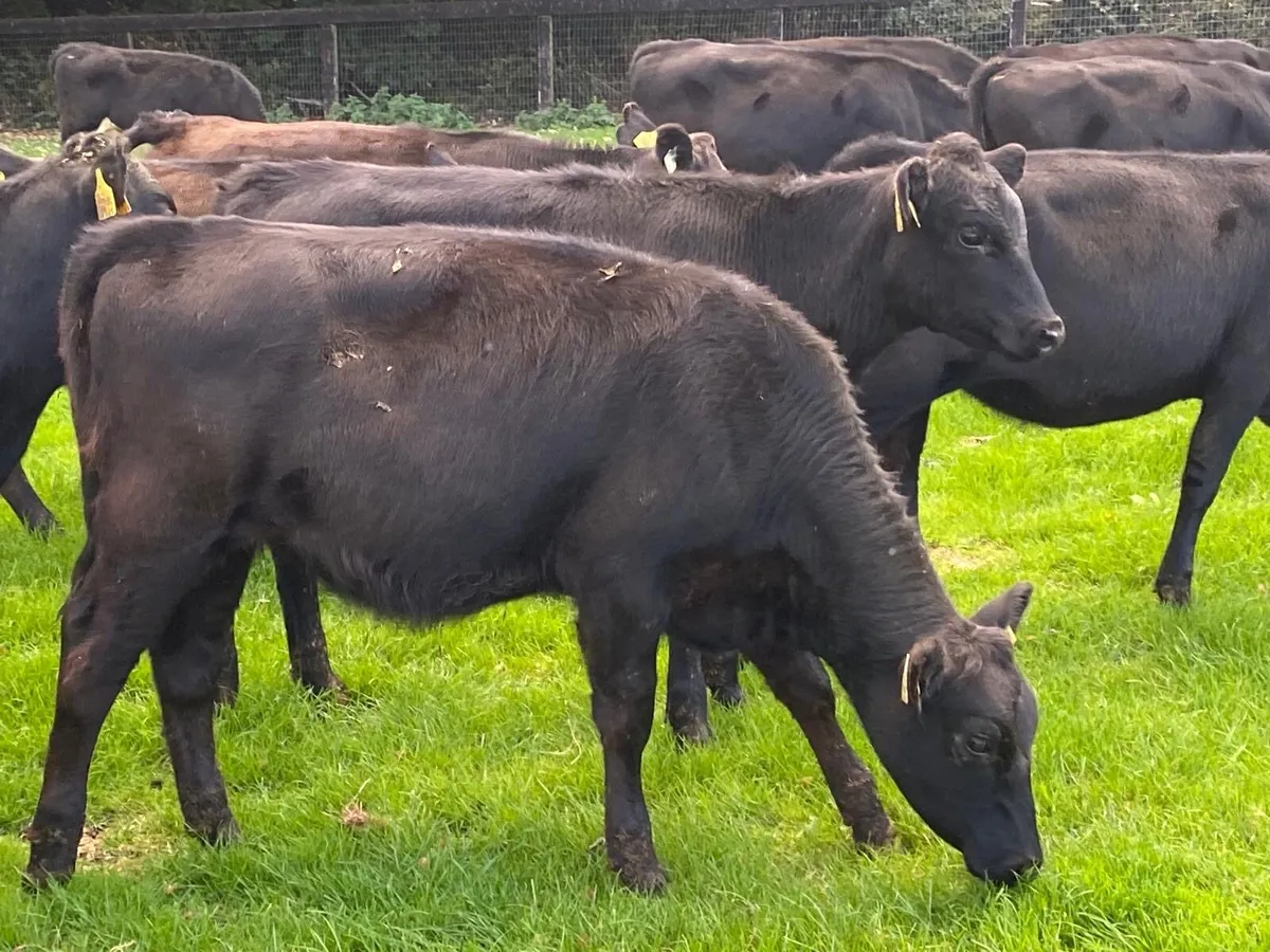 30 Heifers 230kg From One Herd - Image 3