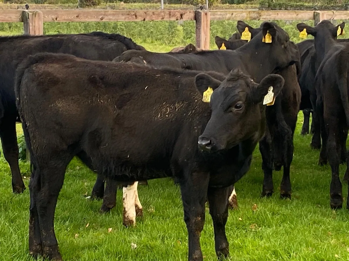 30 Heifers 230kg From One Herd - Image 4