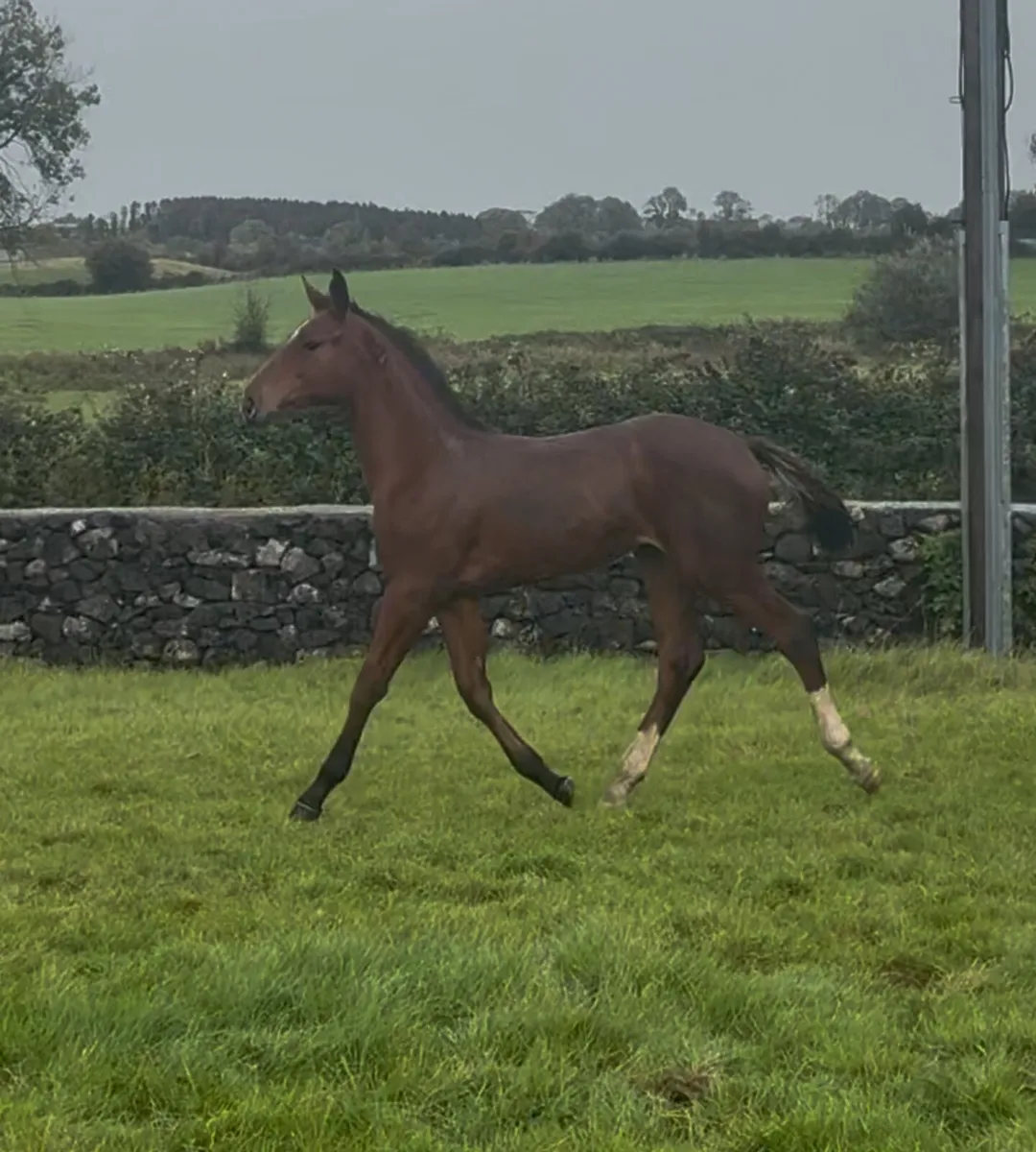 ☘️☘️ Quality Jumping Foals ☘️☘️ - Image 1