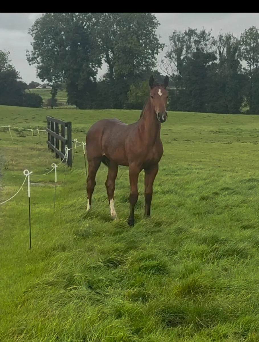☘️☘️ Quality Jumping Foals ☘️☘️ - Image 3