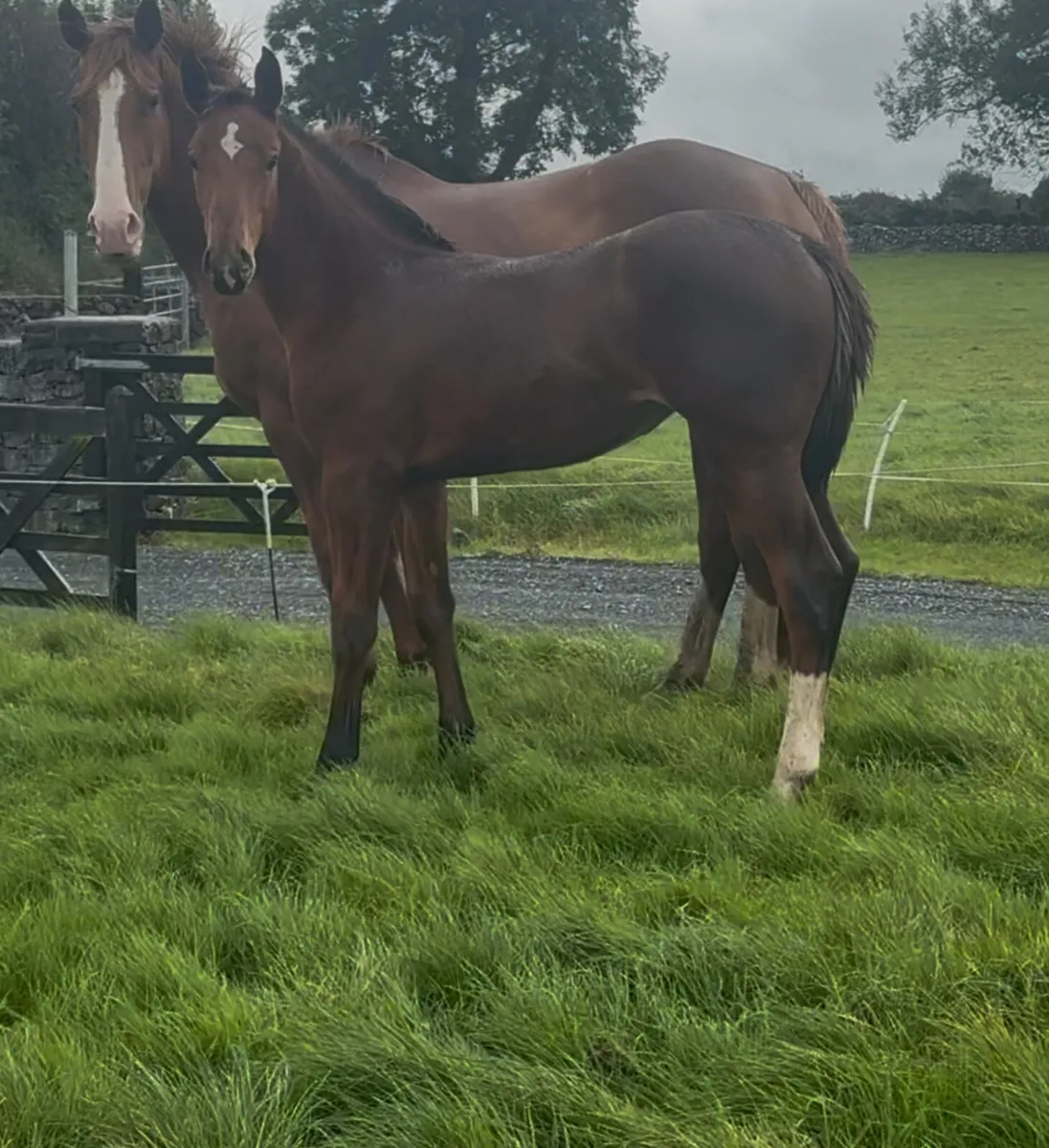 ☘️☘️ Quality Jumping Foals ☘️☘️ - Image 2