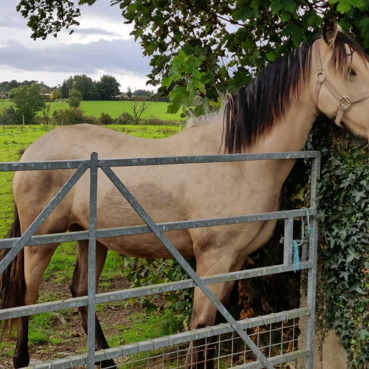 Yearling filly - Image 2