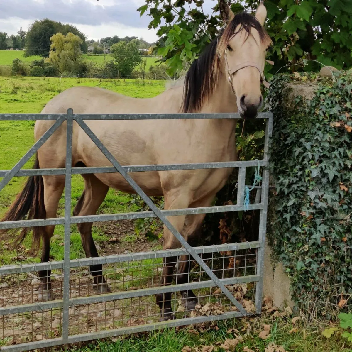 Yearling filly - Image 4