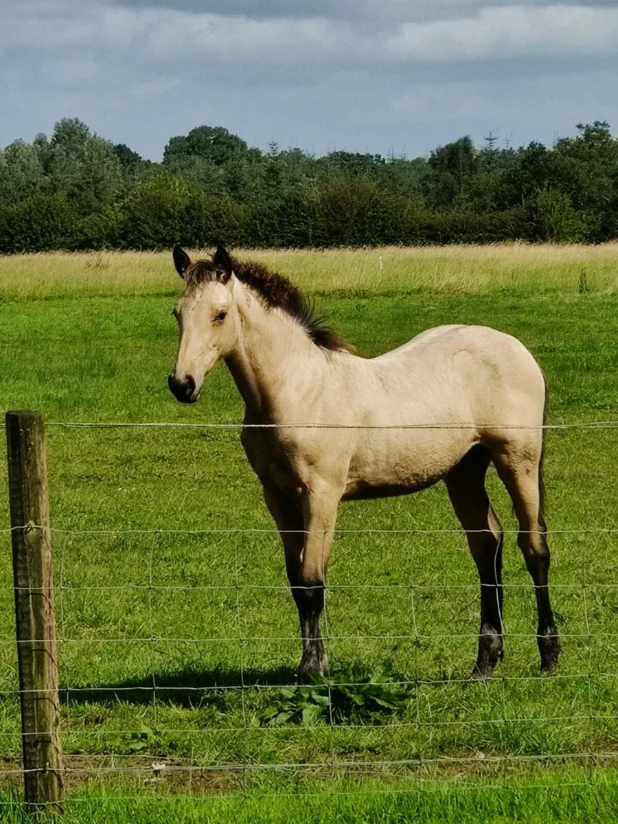 Yearling filly - Image 1
