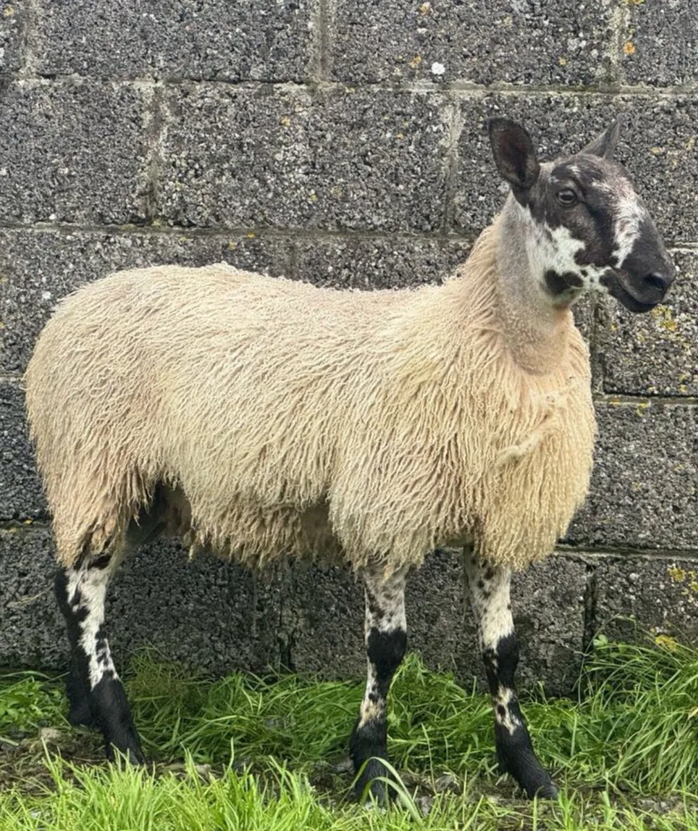 Purebred Blue faced Leicester rams for sale - Image 1