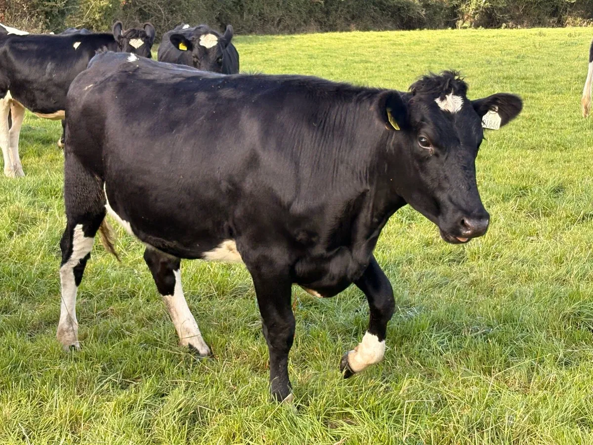 In calf Friesian heifers - Image 1