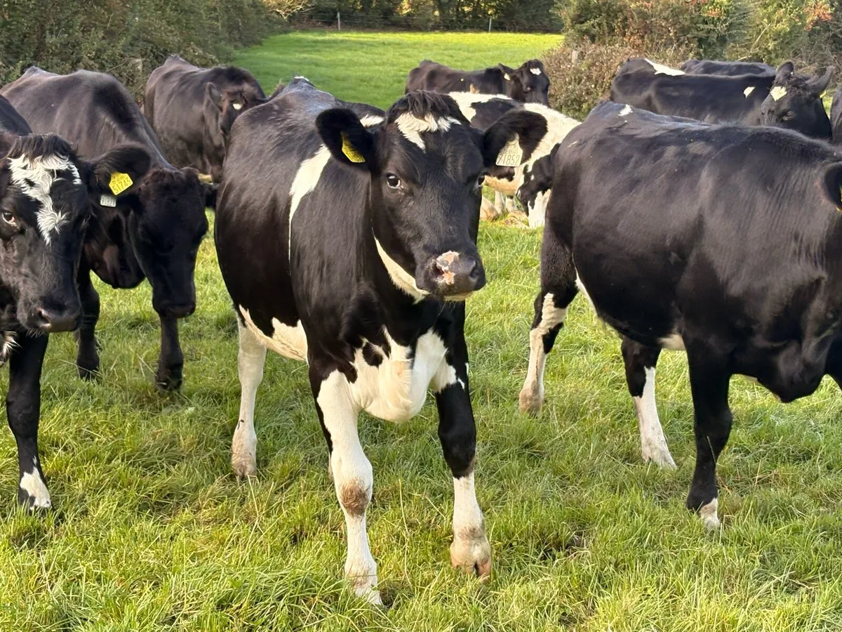 In calf Friesian heifers - Image 2