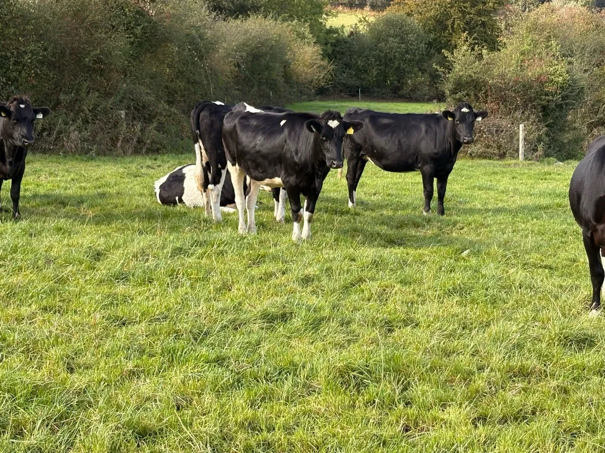 In calf Friesian heifers - Image 3