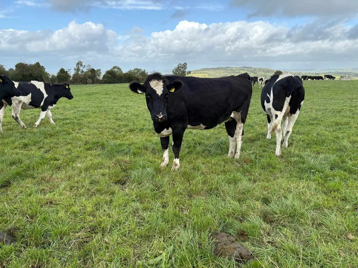 In calf Friesian heifers - Image 4