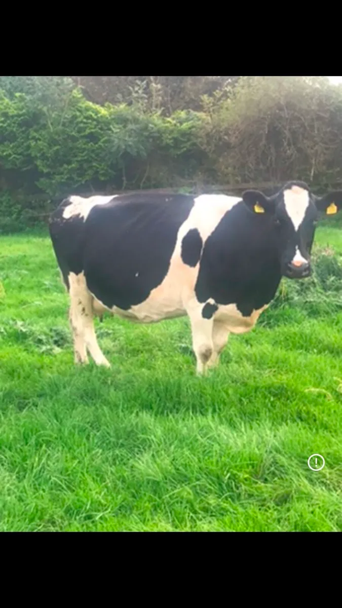 Relief Milker