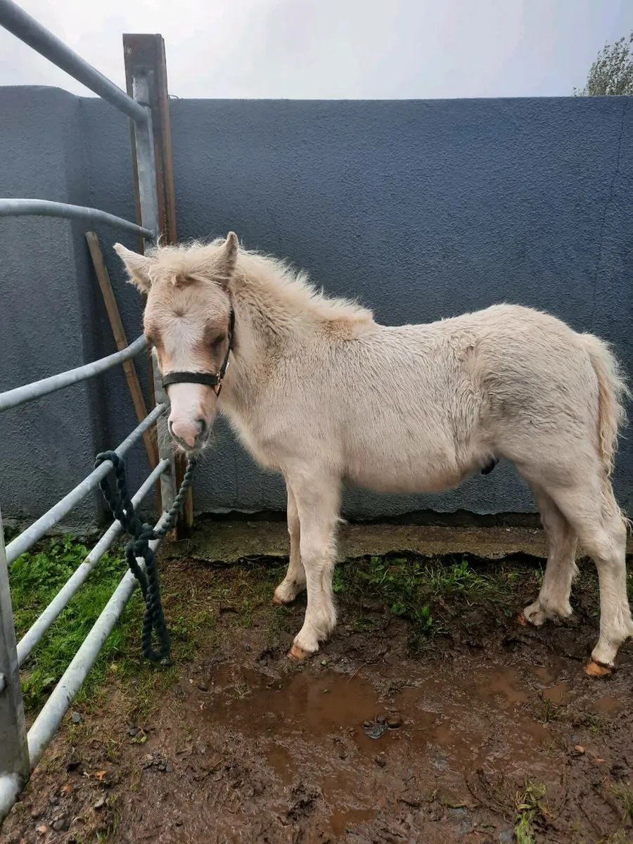Horses - Image 2