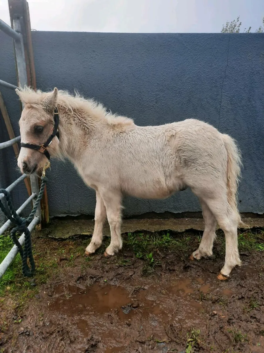 Horses - Image 3