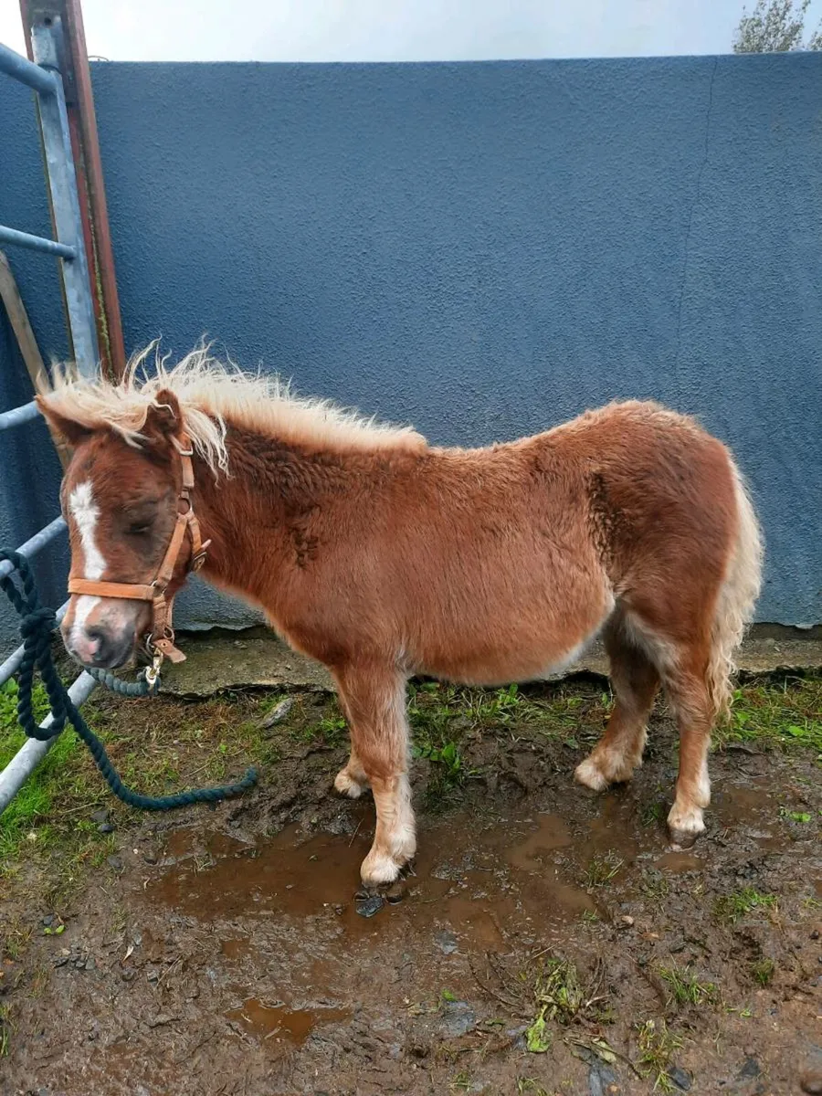 Horses - Image 4