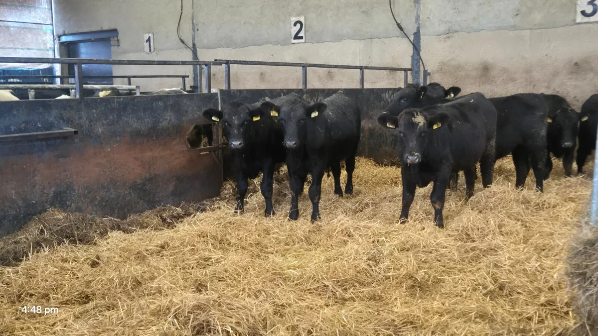 15 Aberdeen Angus weanlings bulls - Image 1