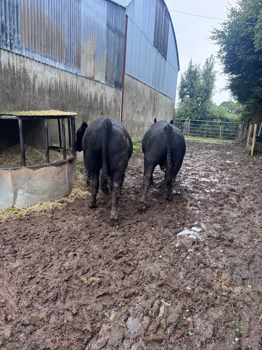 Pedigree Angus Bull - Image 3