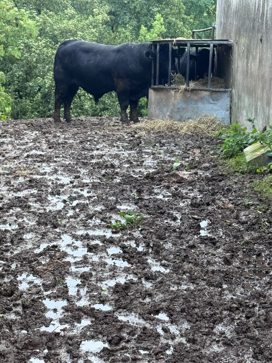 Pedigree Angus Bull - Image 1