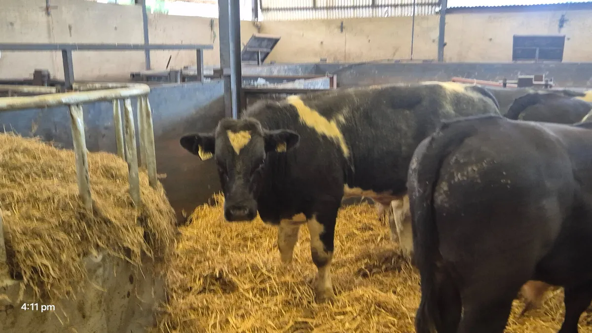7 Super Continental bull weanlings - Image 3