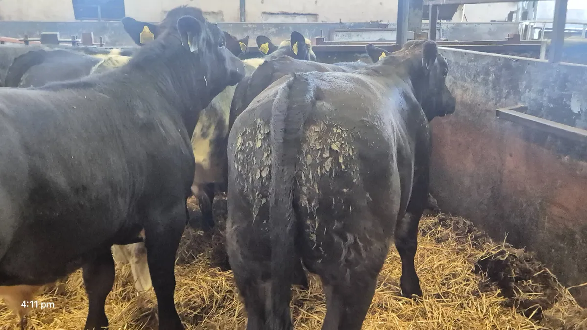7 Super Continental bull weanlings - Image 1