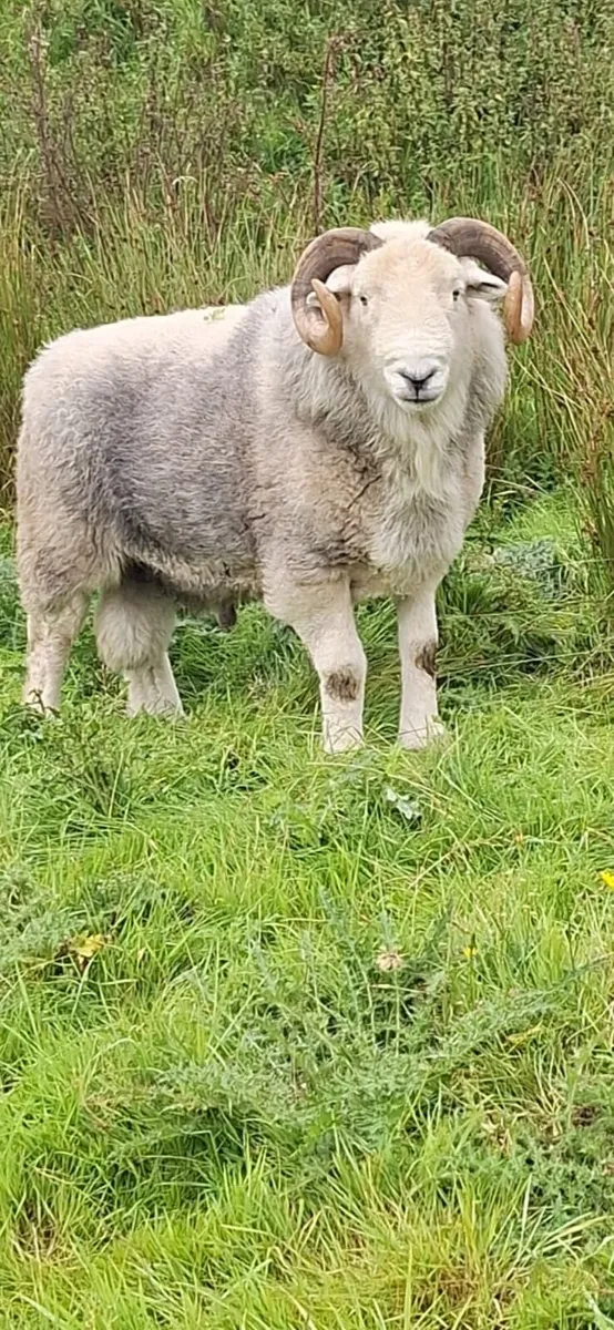 Herdwick Ram - Image 3