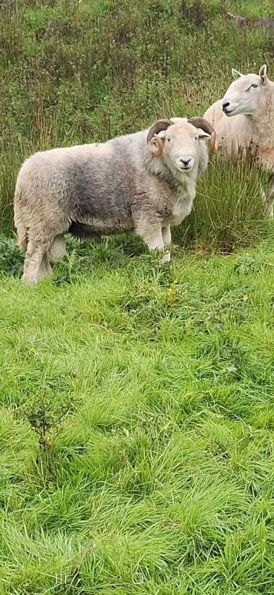 Herdwick Ram - Image 4