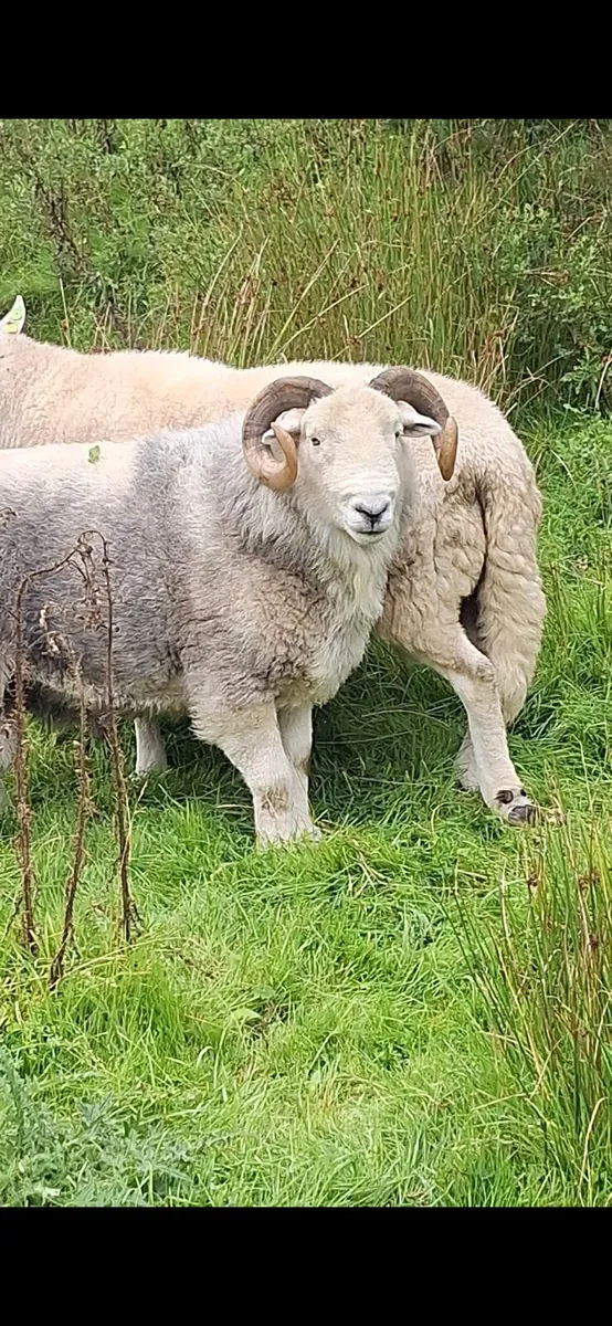 Herdwick Ram - Image 2