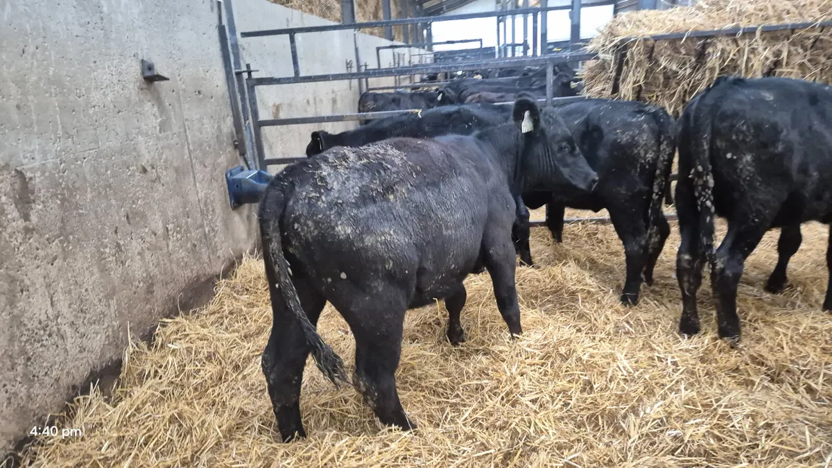 5 Aberdeen Angus Heifers for sale - Image 1
