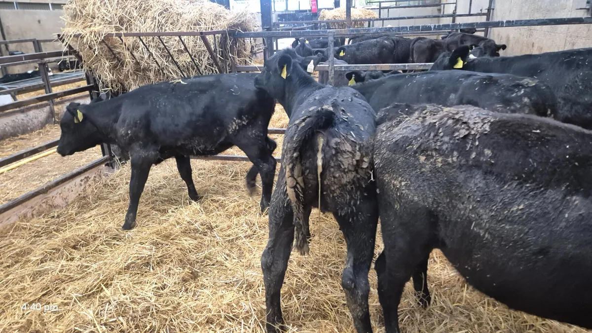 5 Aberdeen Angus Heifers for sale - Image 4