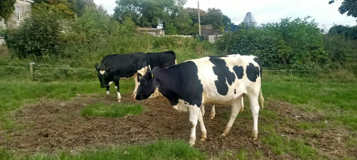 Empty freisin heifers - Image 2