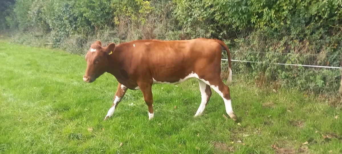 Empty freisin heifers - Image 3