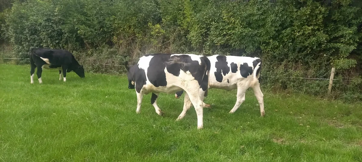 Empty freisin heifers - Image 1