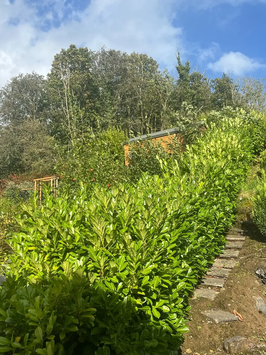 Laurel hedge - Image 1