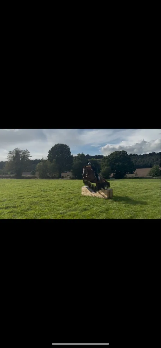 5yo Gelding - Image 3