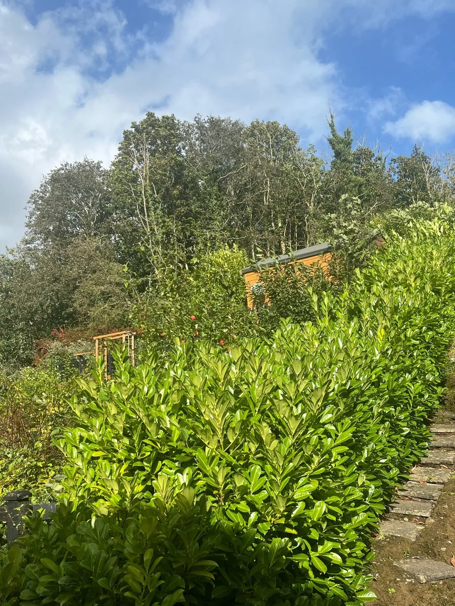 Laurel hedge - Image 2