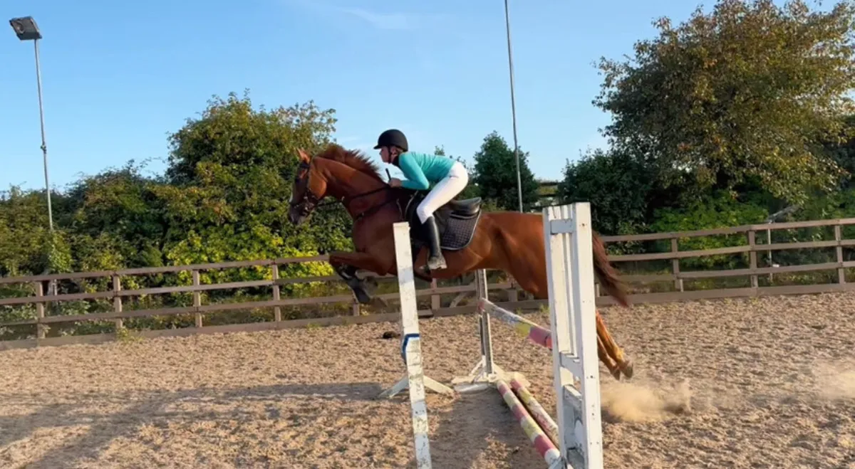 5yo Gelding - Image 4