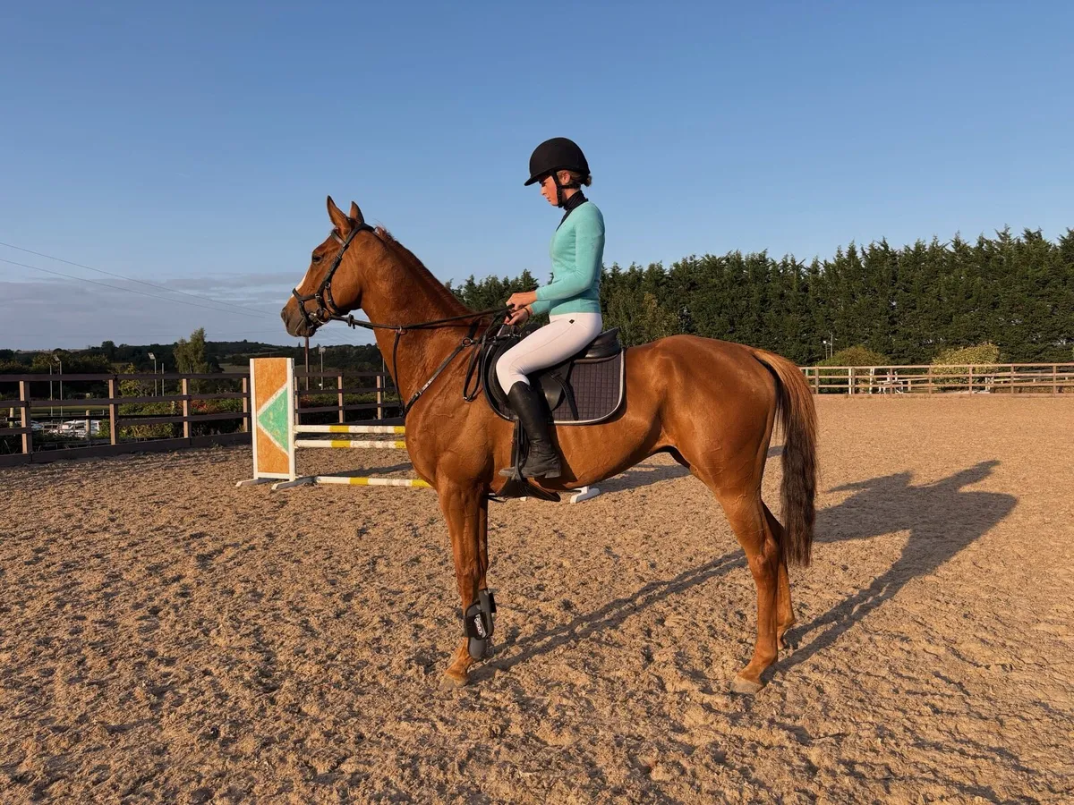 5yo Gelding - Image 2