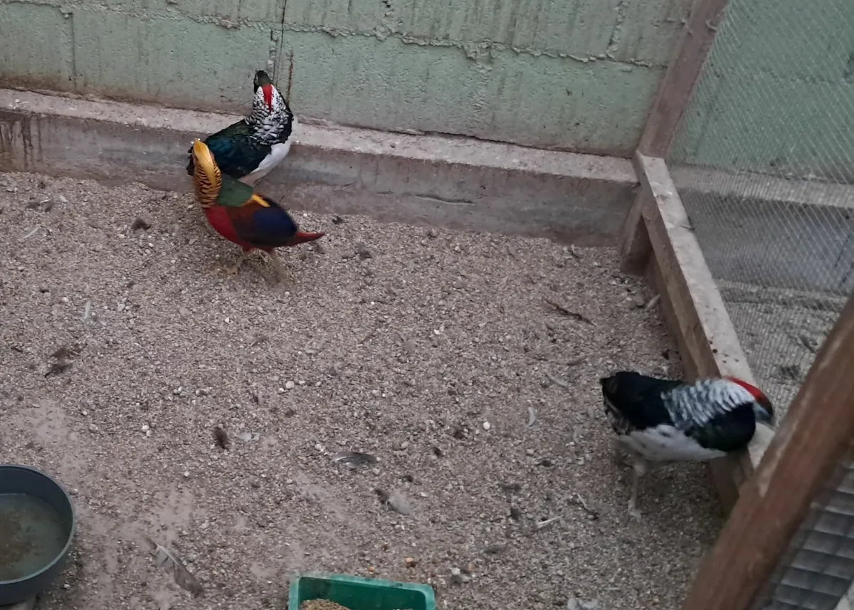 Red Golden. Pheasants. - Image 3