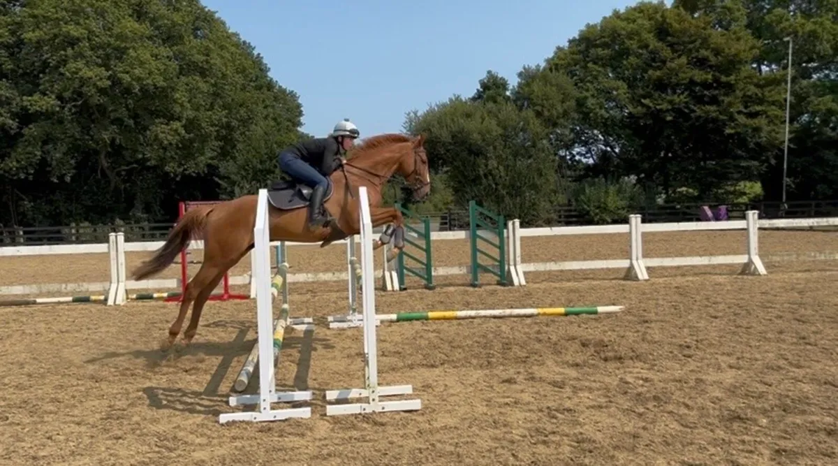 5yo Gelding - Image 1