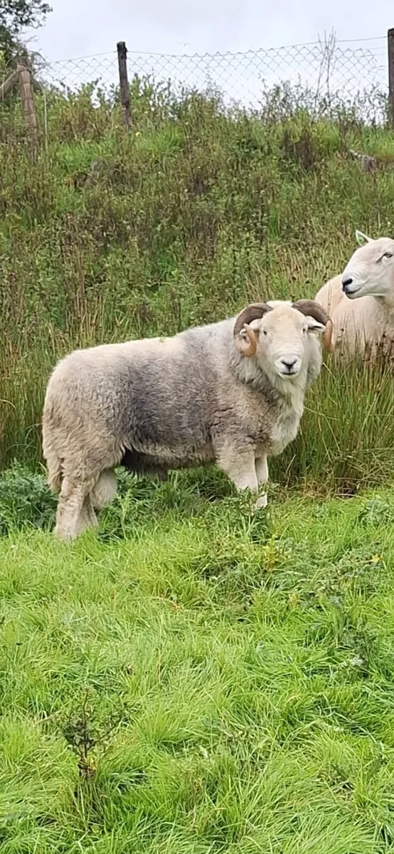 Herdwick Ram - Image 1
