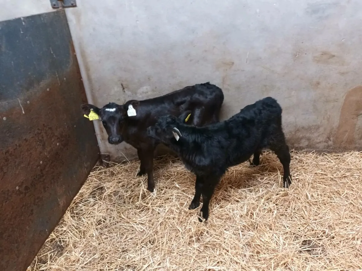 2 ABERDEEN ANGUS HEIFER CALVES - Image 1