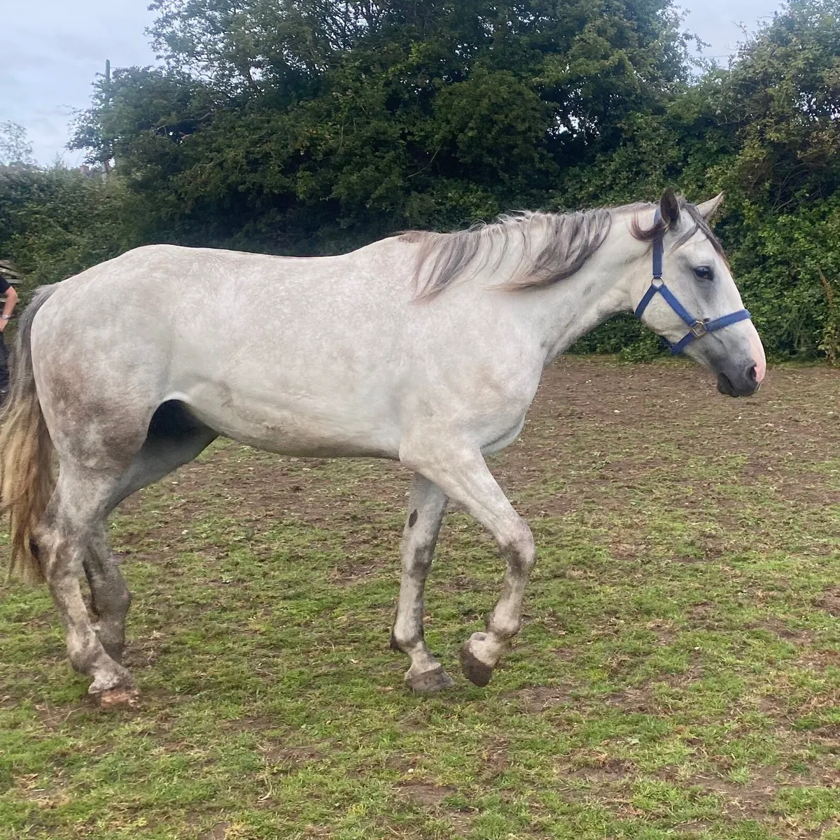 RID Gelding - Image 1